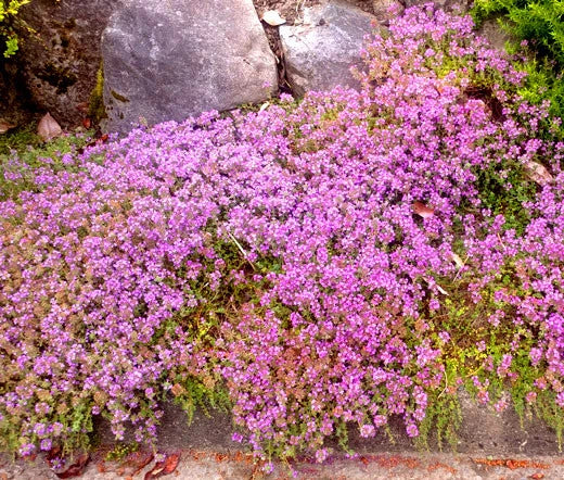 CREEPING THYME GROUND COVER Thymus Serpyllum - 1,000 Seeds