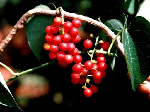 Tinospora cordifolia | Kanda Amrta | Moonseed | Guduchi | Giloy | 10_Seeds