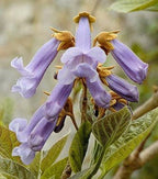 BEAUTIFUL PAULOWNIA TREE Paulownia Elongata - 200 SEEDS. *LESS S&H
