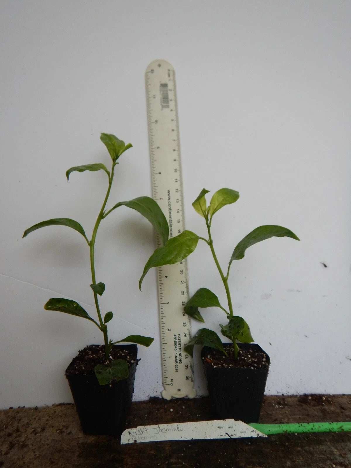 ~Night Blooming Jasmine~ Cestrum Nocturnum~ Live Plant~ Intensely Fragrant~