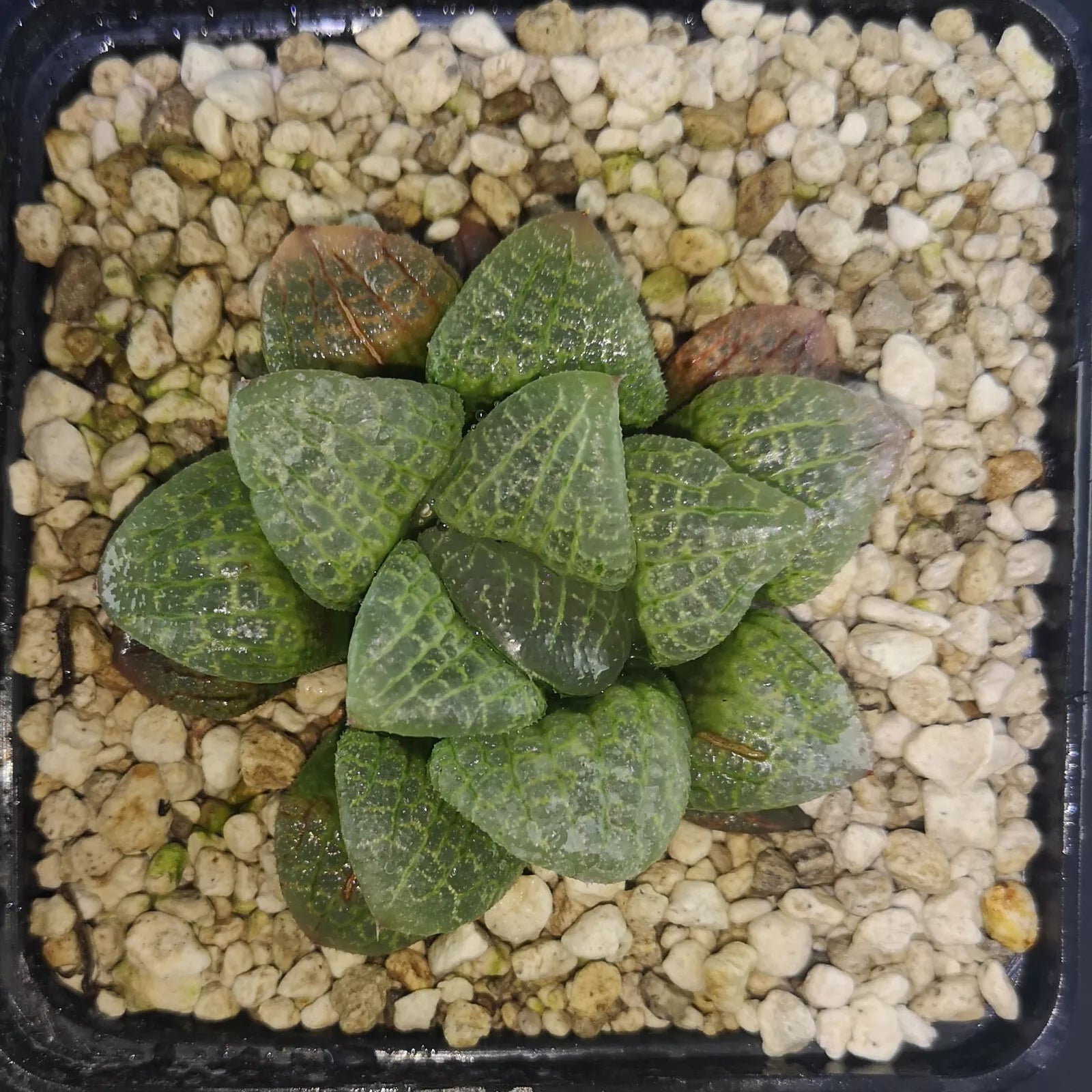 HW185 Haworthai 'Mangekyou'  Kaleidoscop