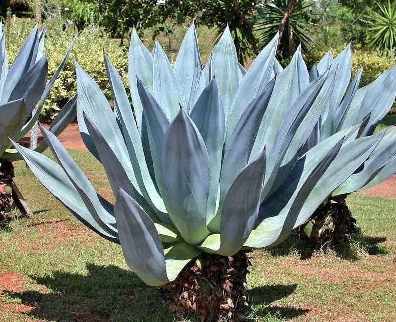 Agave americana | Sentry or Century Plant | Maguey | American Aloe | 10_Seeds