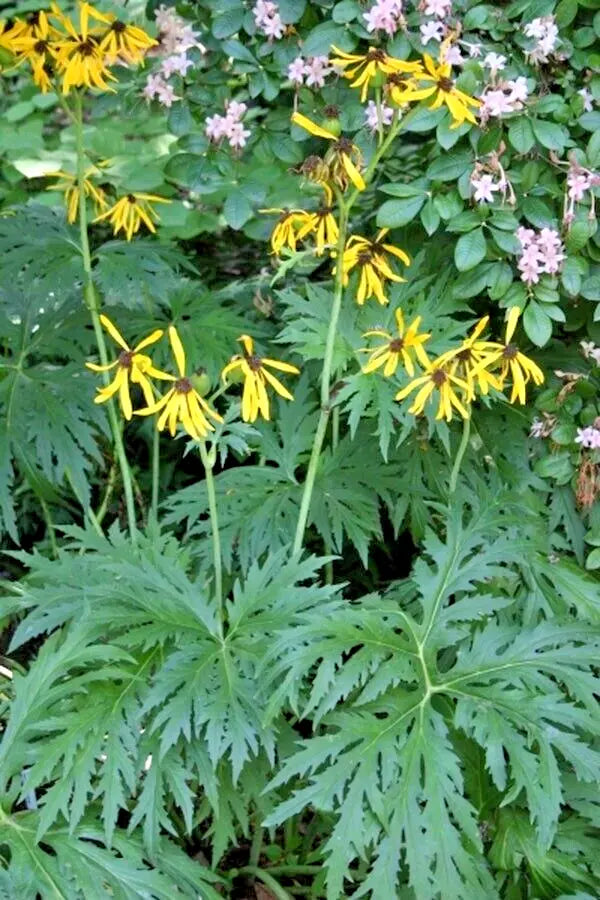 15  CHINESE DRAGON JAPANESE LIGULARIA SEEEDS - Ligularia japonica Chinese Dragon