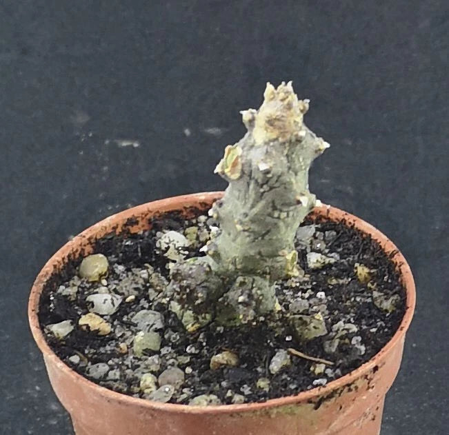 Ceropegia stapeliformis monstruosa , read description!, Phyto available