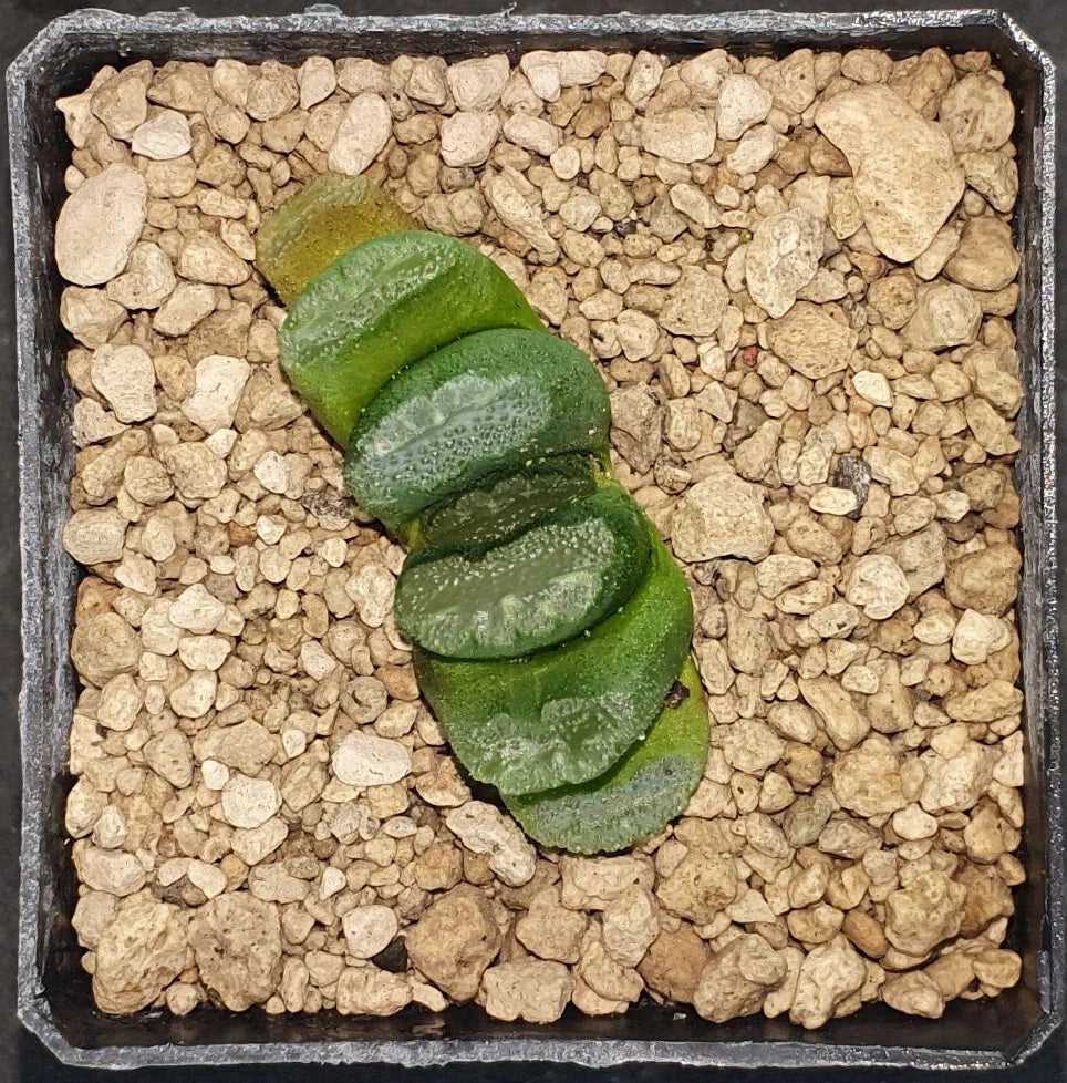 HW099 Haworthia truncata 'KIGANJOU', Phyto available