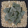 HW128 Haworthia Pygmaea 'YUKIHIME', Phyto available