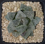 HW128 Haworthia Pygmaea 'YUKIHIME', Phyto available