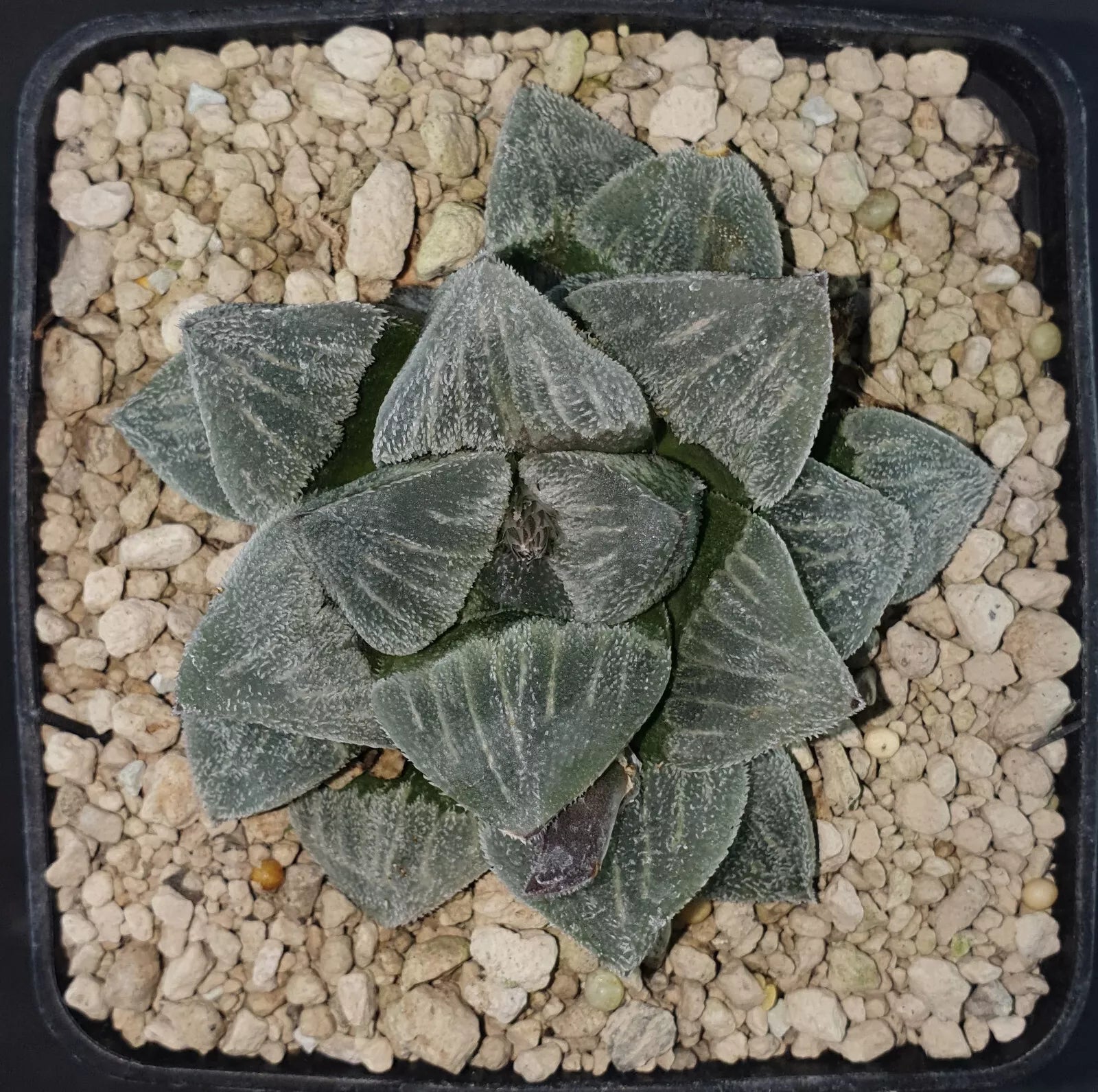 HW128 Haworthia Pygmaea 'YUKIHIME', Phyto available