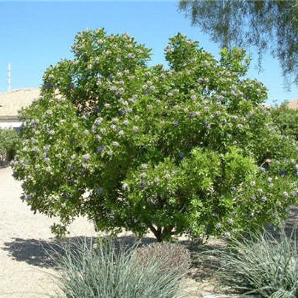 TEXAS MOUNTAIN LAUREL Sophora Secundiflora - 10 SEEDS