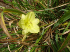 25 YELLOW STELLA DE ORO DAYLILY SEEEDS