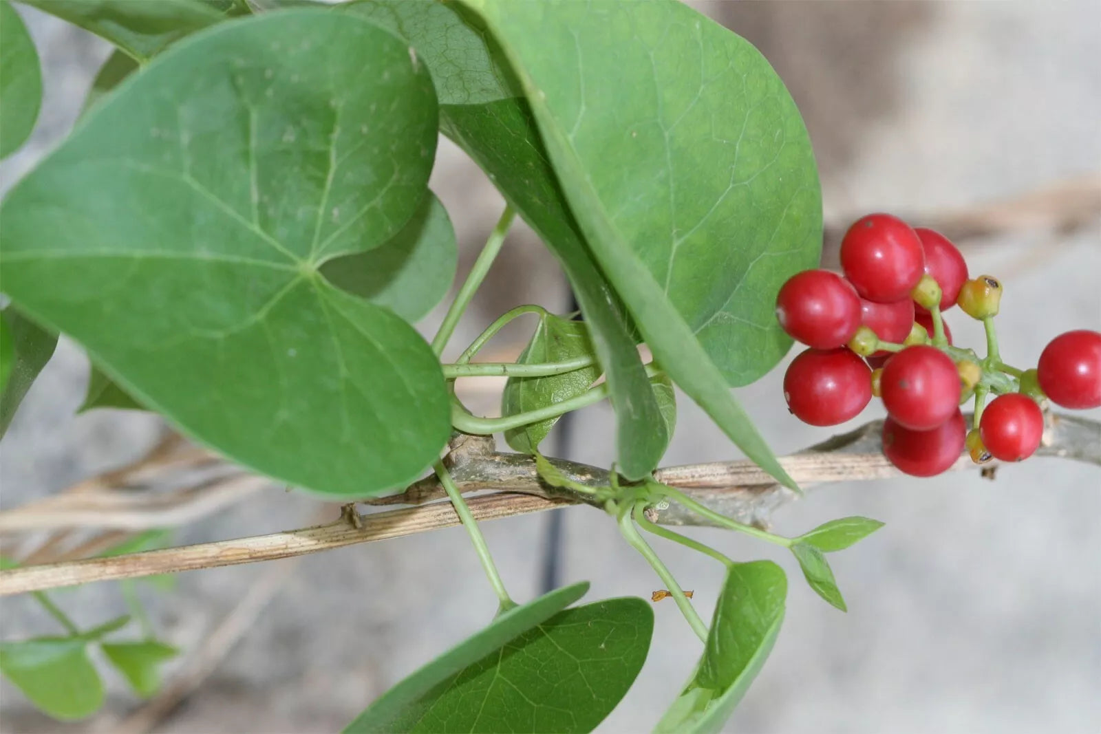 Tinospora cordifolia | Kanda Amrta | Moonseed | Guduchi | Giloy | 10_Seeds
