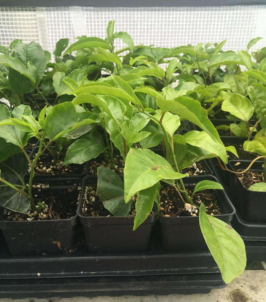 Purple Passion Fruit Plant - Passiflora Edulis 'Frederick' - Edible