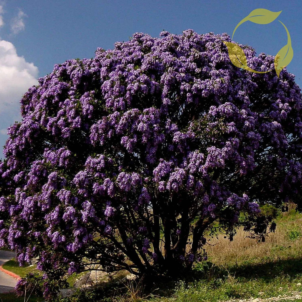TEXAS MOUNTAIN LAUREL Sophora Secundiflora - 5 SEEDS
