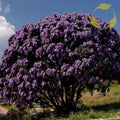 TEXAS MOUNTAIN LAUREL Sophora Secundiflora - 5 SEEDS