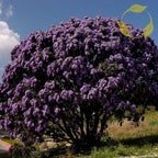 TEXAS MOUNTAIN LAUREL Sophora Secundiflora - 5 SEEDS