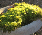 Fresh Fern Moss Perfect for Terrariums and Bonsai - Two 9x12 inch sheets