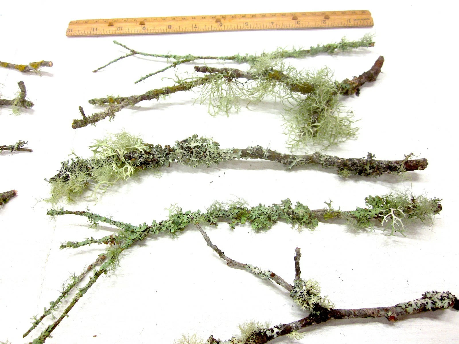 10 count 6-12 Live Lichen & Moss Covered Wood Sticks, Terrarium Fairy garden