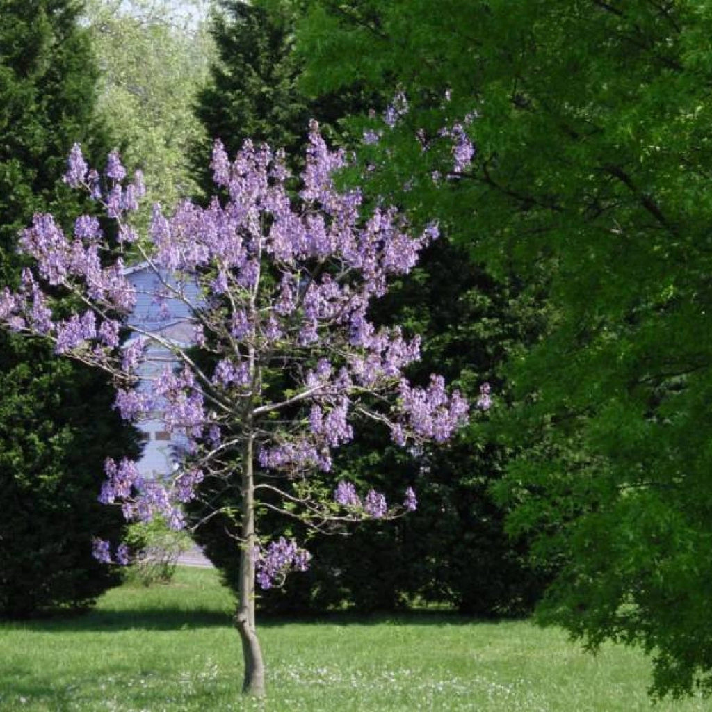 PRINCESS TREE Paulownia Tomentosa - 1000 SEEDS
