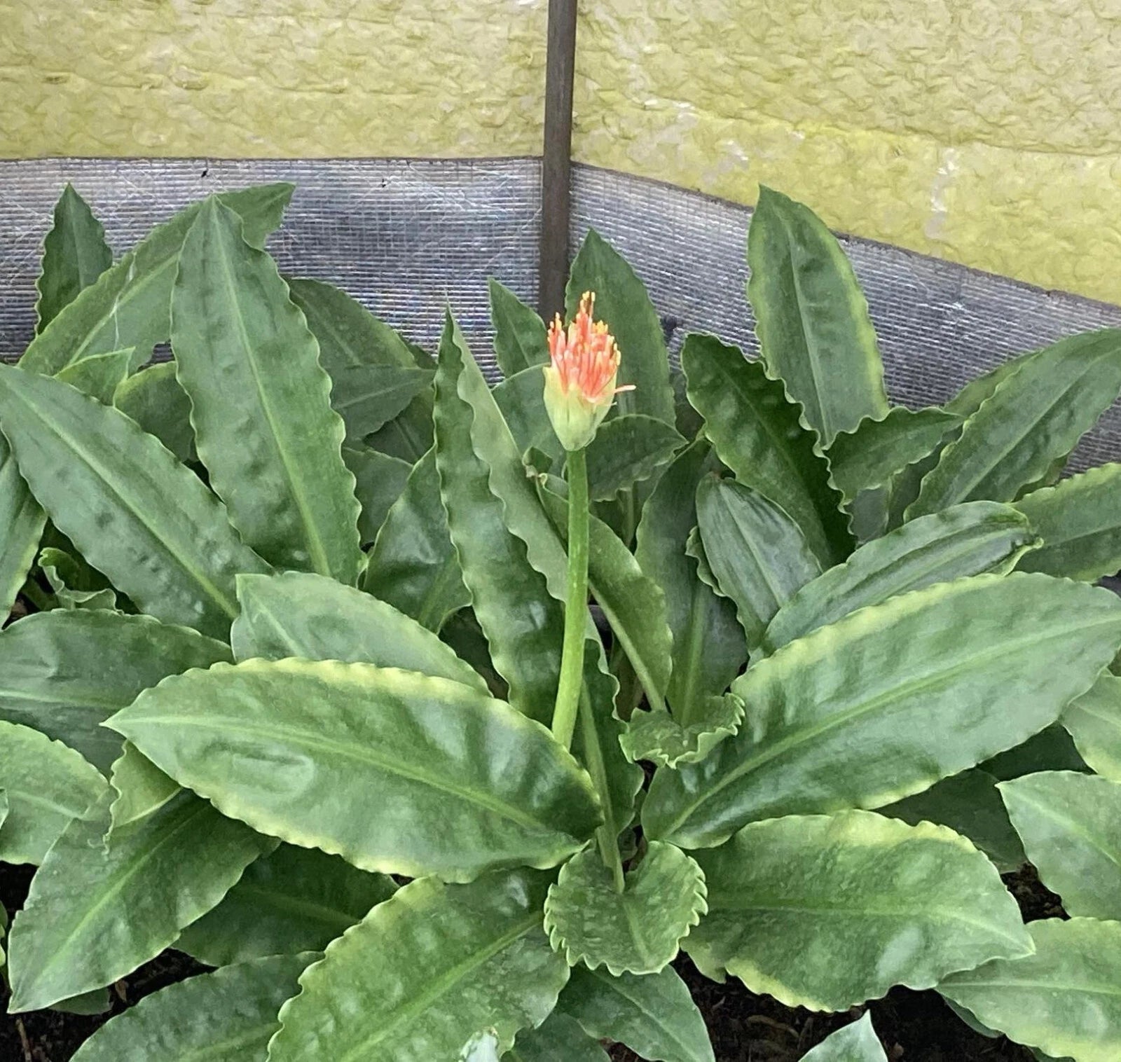 Scadoxus multiflorus, bulbs, caudex, euph Phyto available, read description!