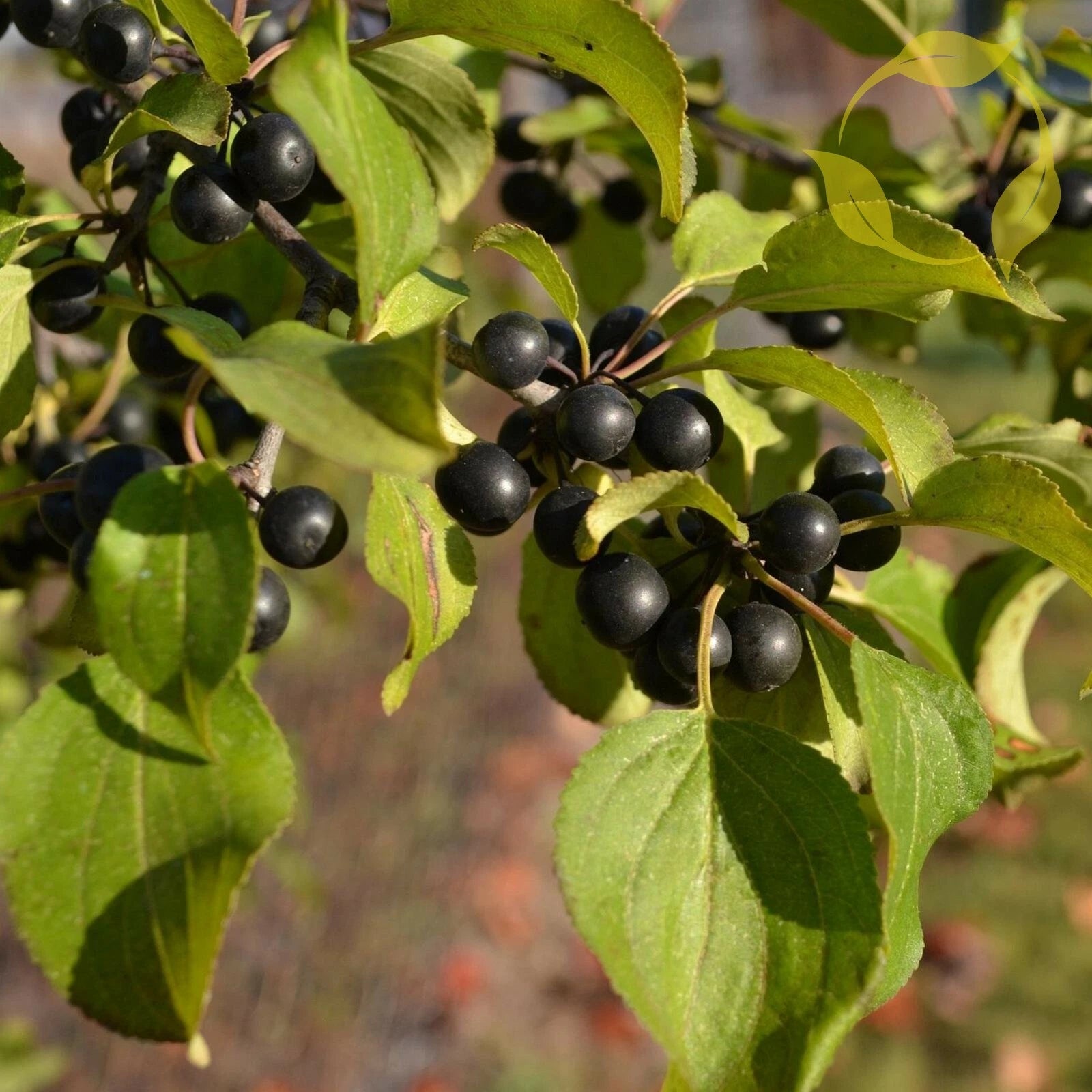 EUROPEAN BUCKTHORN Rhamnus Cathartica - 25+ SEEDS