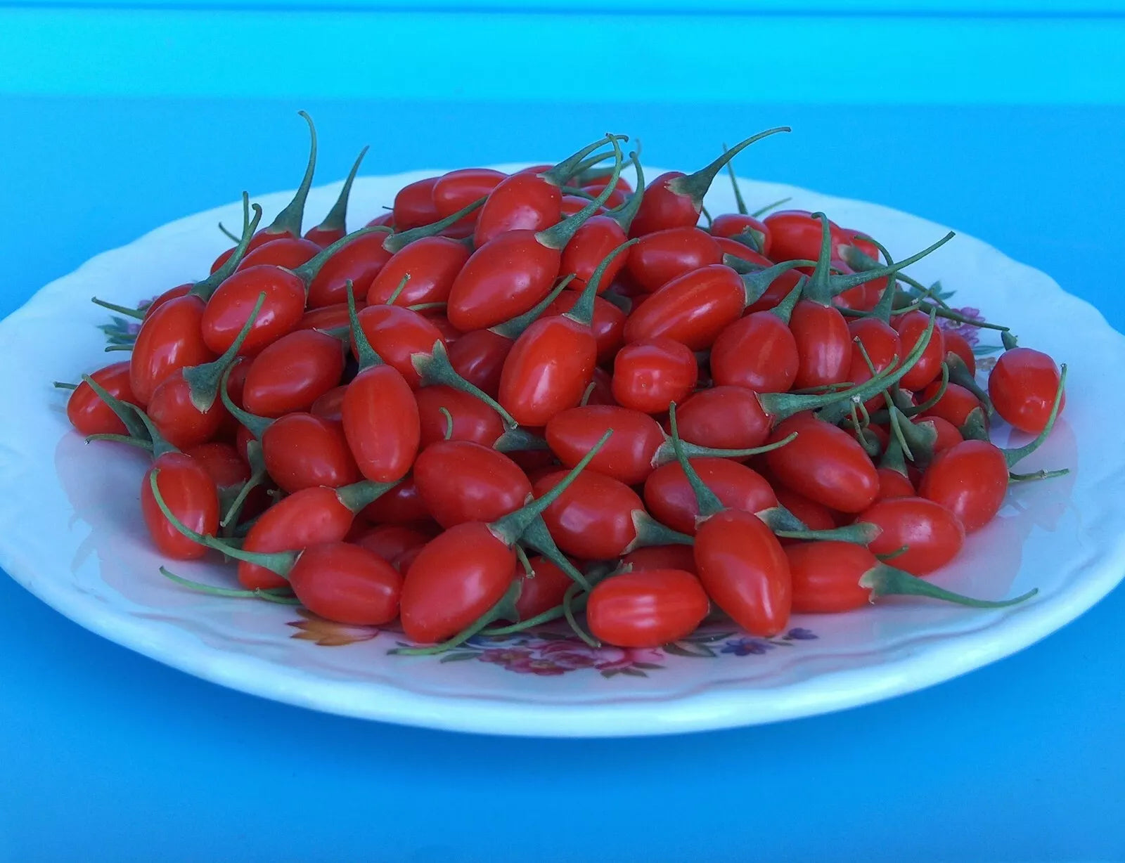 T179C Lot 10 Goji Berry Fresh Cuttings From Mature Plant Will Flower Fruit Soon