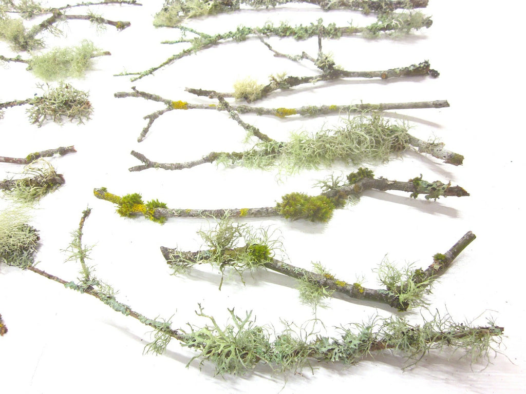 10 count 6-12 Live Lichen & Moss Covered Wood Sticks, Terrarium Fairy garden