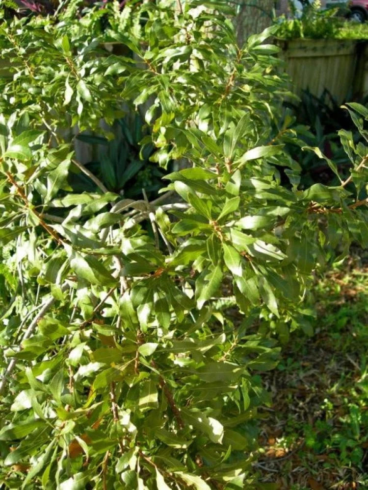 WAX MYRTLE SOUTHERN Myrica Cerifera - 50+ SEEDS