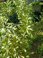 WAX MYRTLE SOUTHERN Myrica Cerifera - 50+ SEEDS
