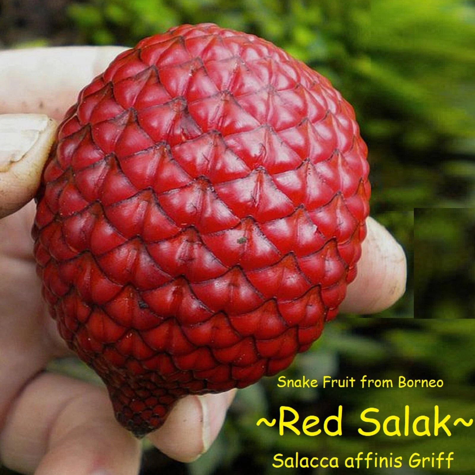 ~RED SALAK~ Salacca affinis SNAKE FRUIT Fruit Tree Live 3-4ft Pottd Palm Plant