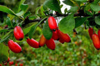 EUROPEAN BARBERRY Berberis Vulgaris - 10+ SEEDS