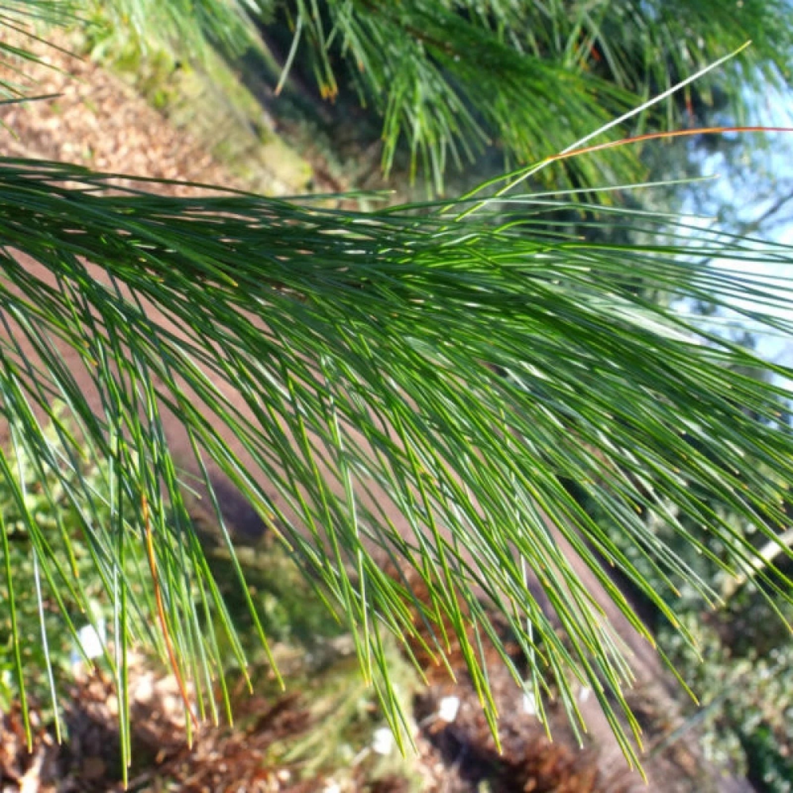 HIMALAYAN BLUE PINE Pinus Wallichiana griffithi - 10 SEEDS