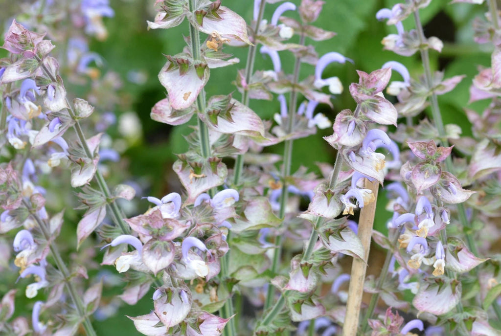 100 Clary Sage Seeds - Salvia sclarea - Non-GMO Medicinal Herb