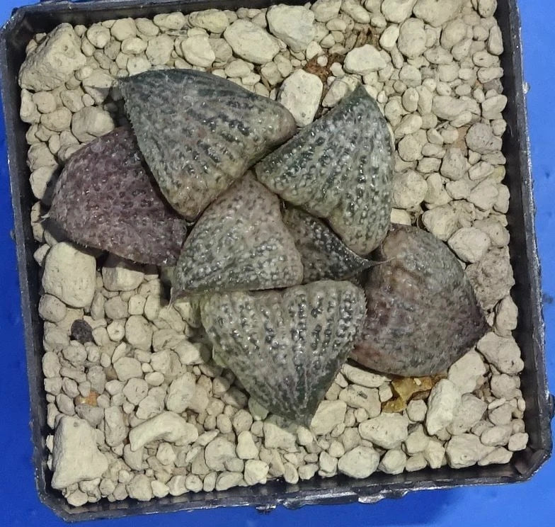 Haworthia magnifica var. splendens 'HANA AOI'  5x5 cm pot phyto available