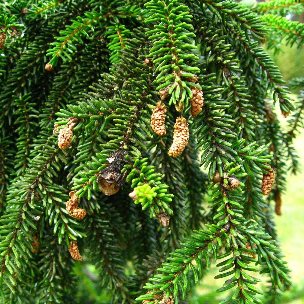 ORIENTAL SPRUCE Picea Orientalis - 10+ SEEDS