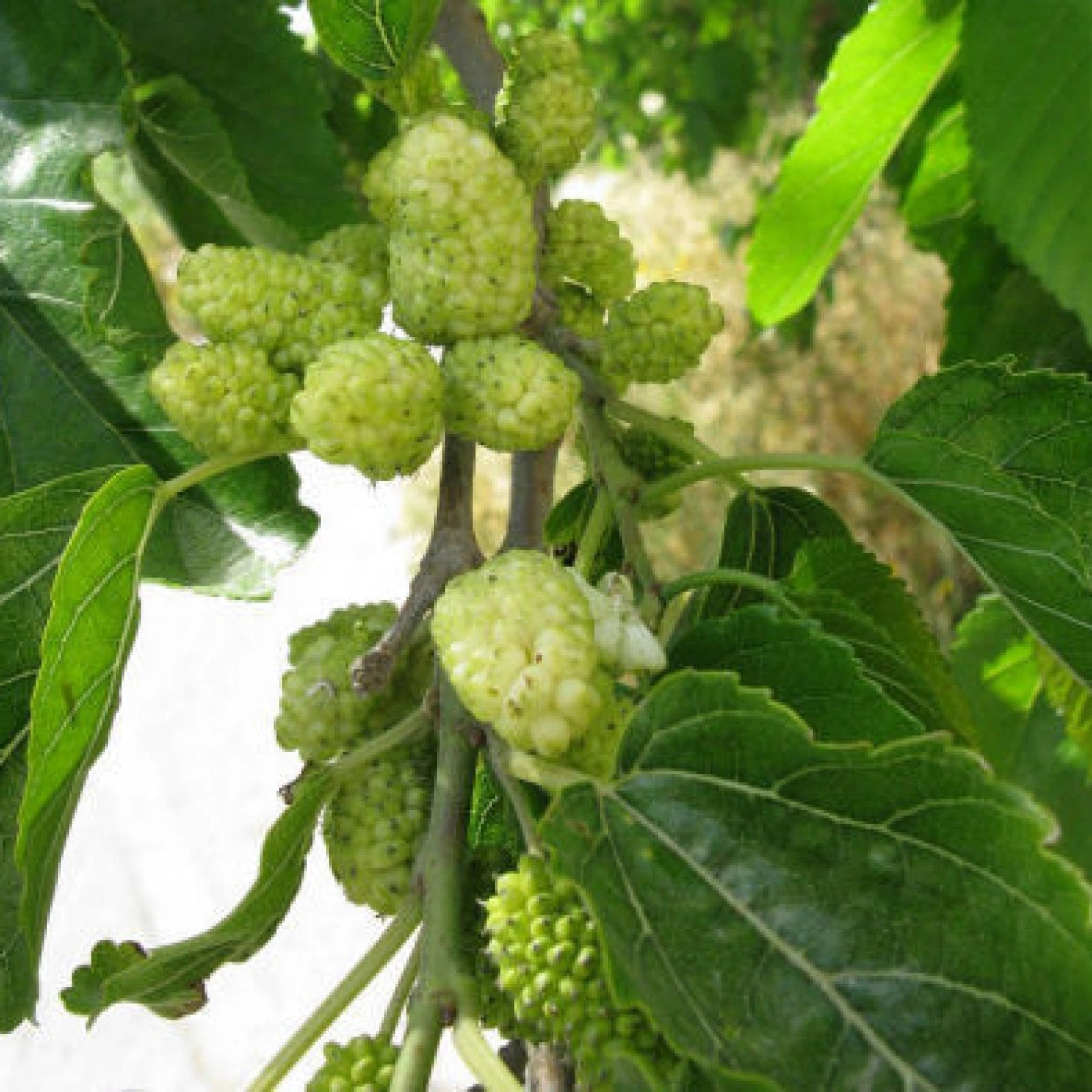 WHITE MULBERRY Morus Alba - 100+ SEEDS