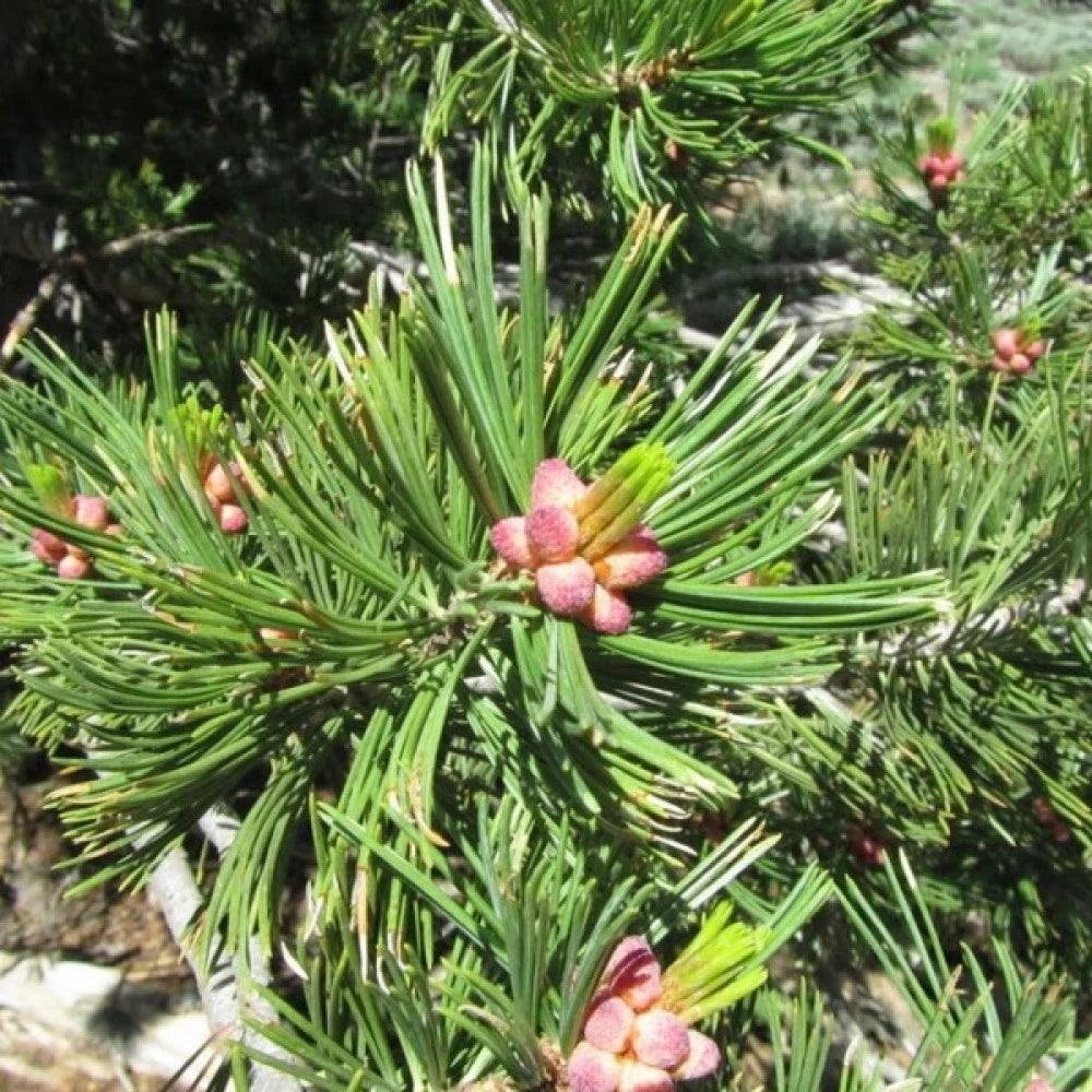 CALIFORNIA WHITE PINE Pinus Monticola - 20 SEEDS