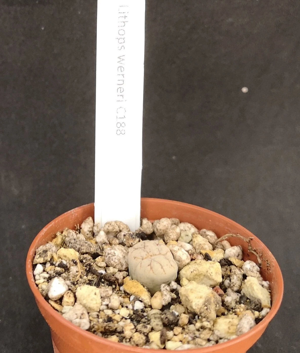 Lithops werneri C188 , phyto available
