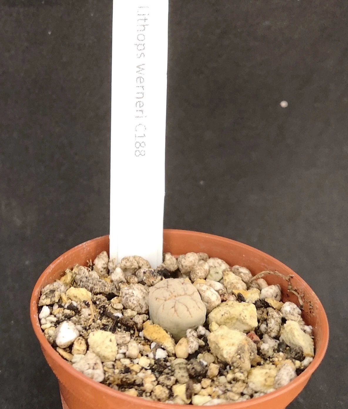 Lithops werneri C188 , phyto available
