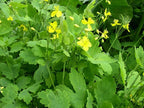 25+ Seeds of Medicinal Greater Celandine Plant Chelidonium Majus Organic