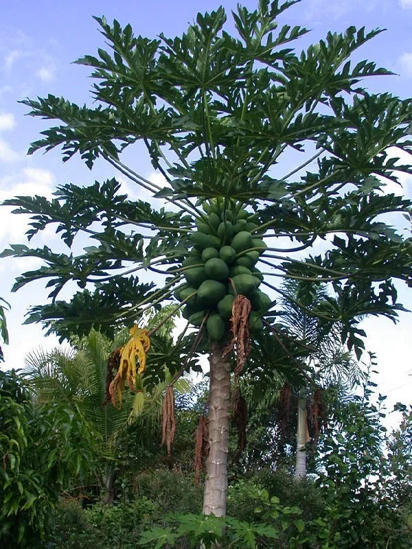 ~LAIE GOLD~ Yellow PAPAYA Kamiya Hybrid Waimanalo Solo X-77 UH Cultivar 30 SEEDS