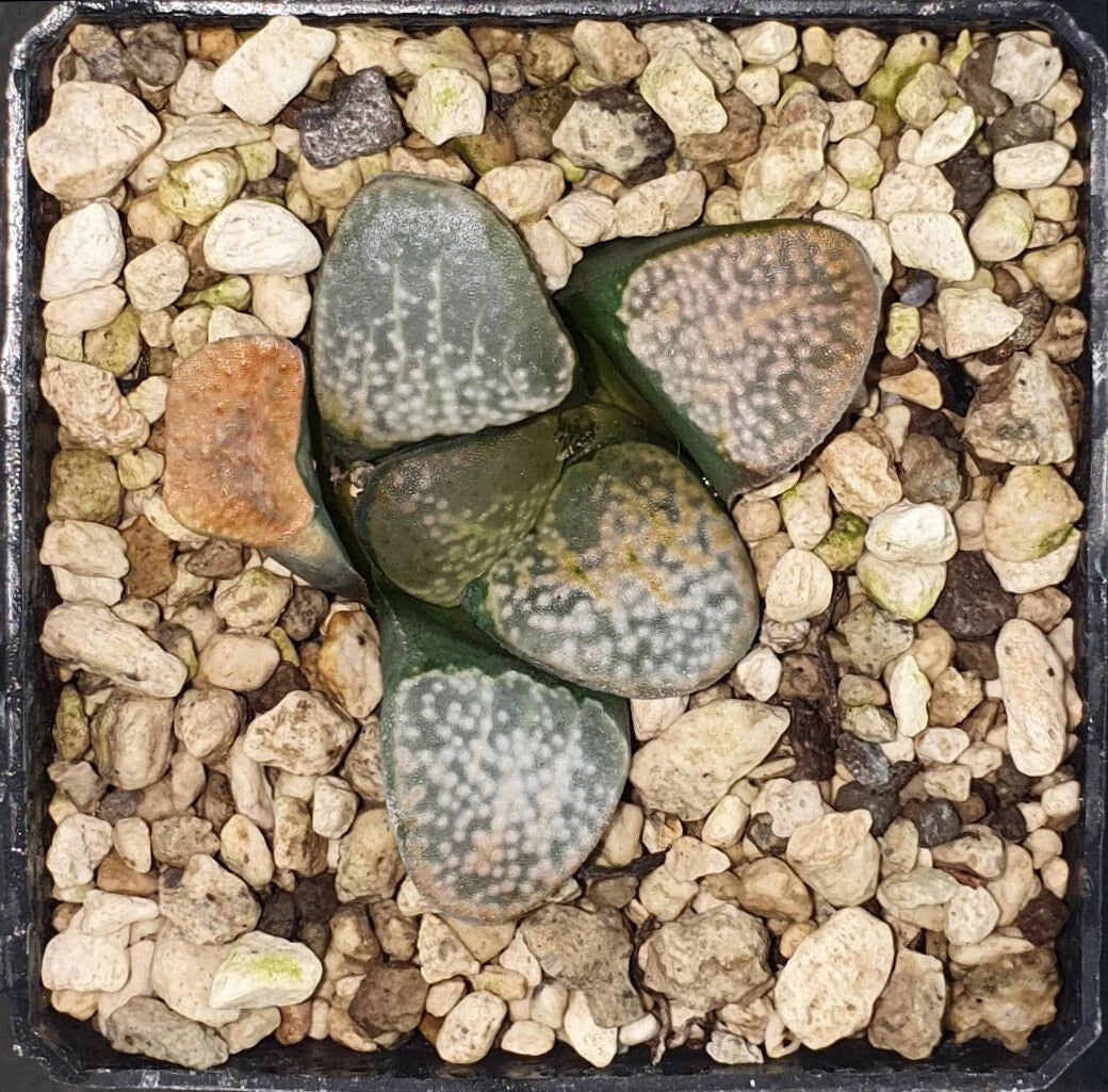 HW087 Haworthia groenewaldii MBB7801, Buffeljagsrivi