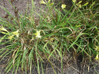 25 YELLOW STELLA DE ORO DAYLILY SEEEDS