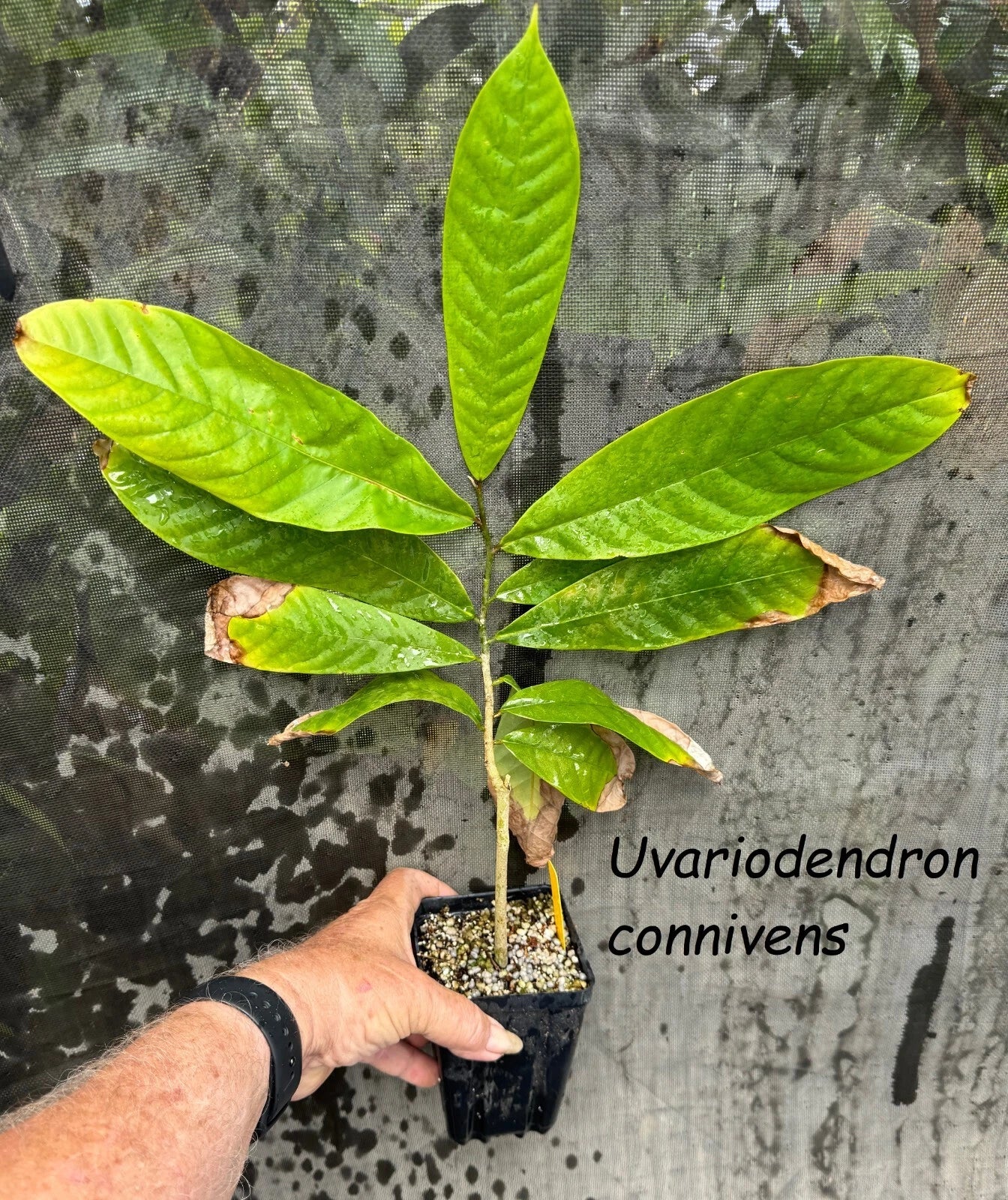 ~Uvariodendron connivens~ Red African Apple Califlorous Fruit Tree Plant