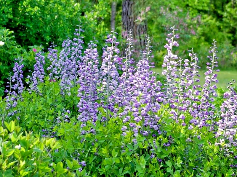 15 PURPLE SMOKE FALSE INDIGO SEEEDS - Baptisia ¡®Purple Smoke¡¯