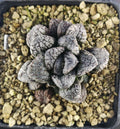 HW090 Haworthia 'MORDOR', Phyto available
