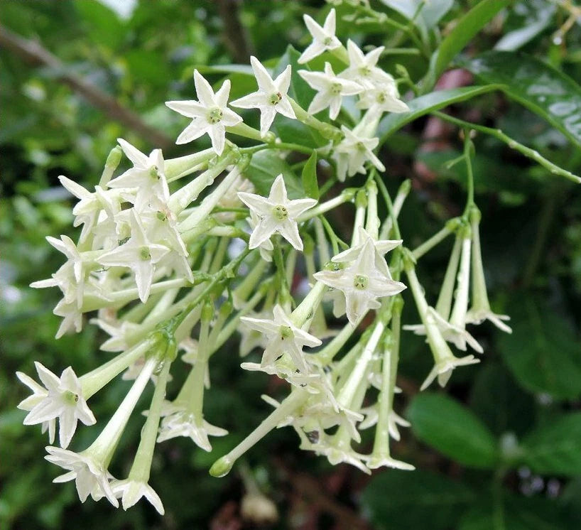 ~Night Blooming Jasmine~ Cestrum Nocturnum~ Live Plant~ Intensely Fragrant~