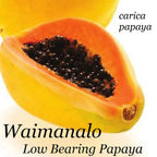 ~LAIE GOLD~ Yellow PAPAYA Kamiya Hybrid Waimanalo Solo X-77 UH Cultivar 30 SEEDS