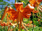 15 TIGER LILY SEEDS / BULBETS - Lilium lancifolium