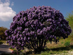 TEXAS MOUNTAIN LAUREL Sophora Secundiflora - 5 SEEDS