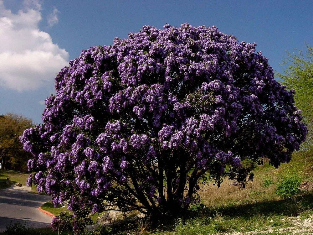 TEXAS MOUNTAIN LAUREL Sophora Secundiflora - 5 SEEDS